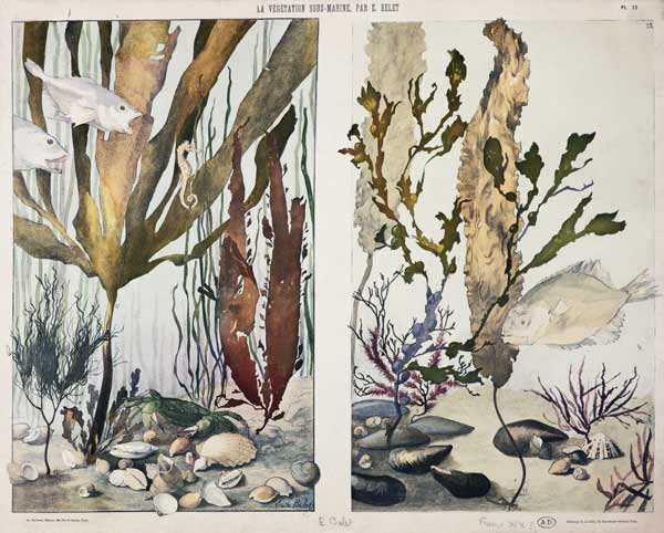 Seaweed, fishes, sea horse, crab and shellfish, illustrated plates from 'La Vie sous marine' von Emile Belet