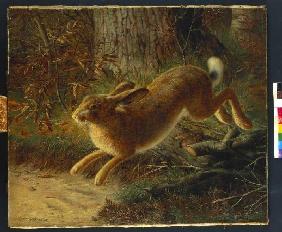 Fliehender Hase 1882