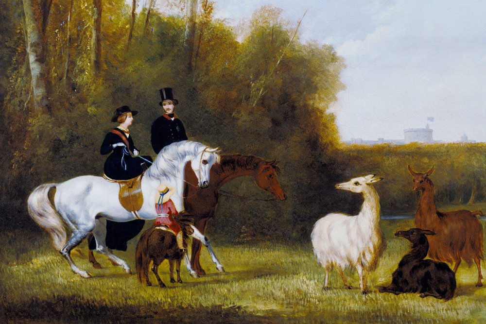 Queen Victoria, Prince Albert and the Prince of Wales at Windsor Park with their Herd of Llamas von English School