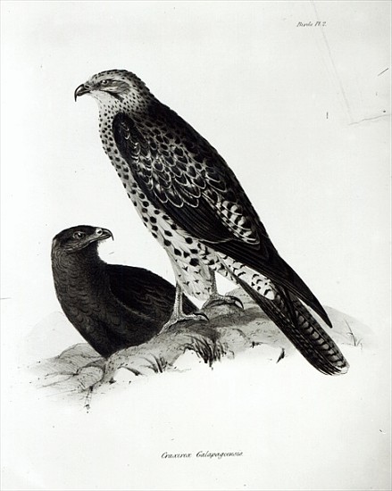 Birds of Prey, plate 2 from ''The Zoology of the Voyage of H.M.S Beagle, 1832-36'' Charles Darwin von English School