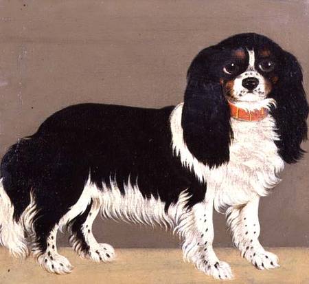 A Cavalier King Charles Spaniel with Puppies (pair of 64046) von English School