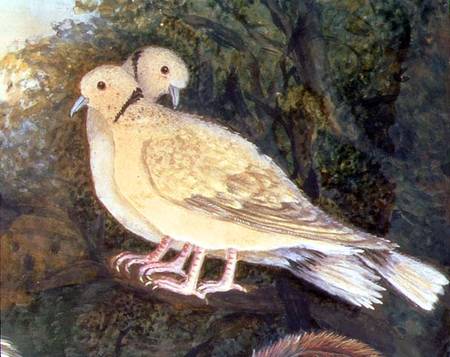 Chicken and Doves near a Farm, detail of doves (w/c von English School