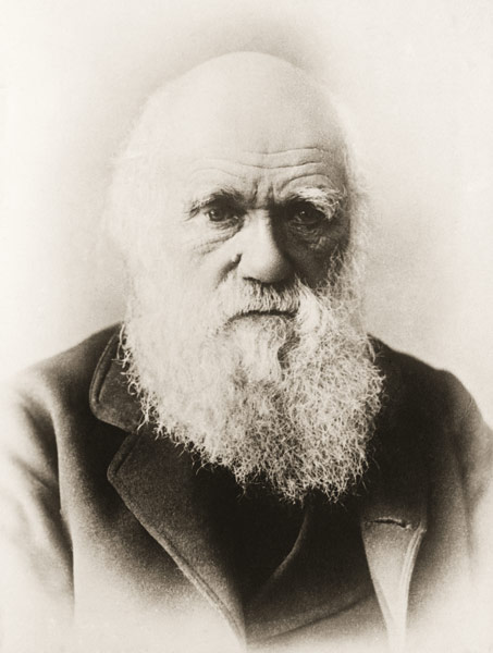 Charles Darwin (litho)  von English School