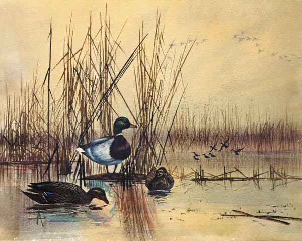 Mallard Ducks in a Lake von English School
