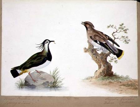 A Lapwing and a Waxwing von English School