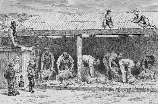 Sheep Shearing, c.1880, from ''Australian Pictures'' Howard Willoughby, publishedthe Religious Tract von English School