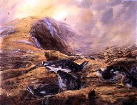 Black Grouse in Moorland c.1890  on