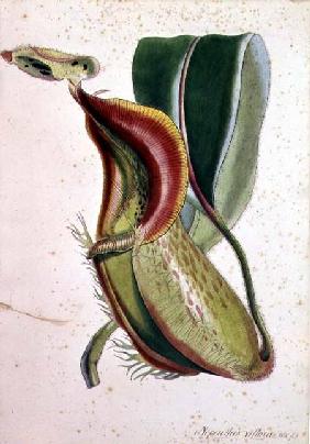 Pitcher plant: Nepenthes villosa (insect eating), signed H.K