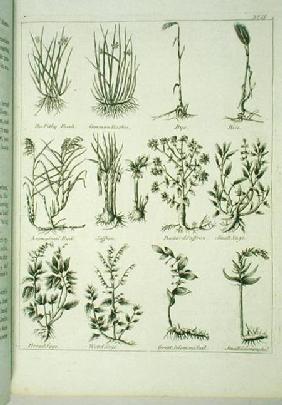 Plants from Culpeper's 'English Physician and Complete Herbal' published