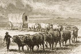 A Bullock Wagon Crossing the Great Plains between St. Louis and Denver, c.1870, from 'American Pictu 19th