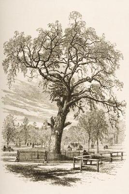 Liberty Tree, Boston Common, in c.1870, from 'American Pictures' published by the Religious Tract So 19th