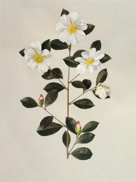 Camellia japonica (oil on paper)