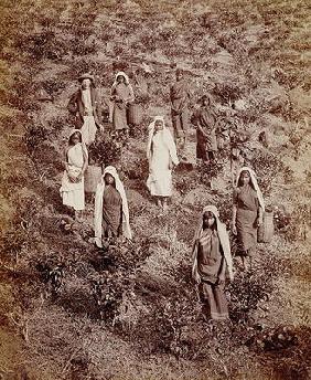 Tea Pickers in Ceylon, c.1900 (photo) 1898