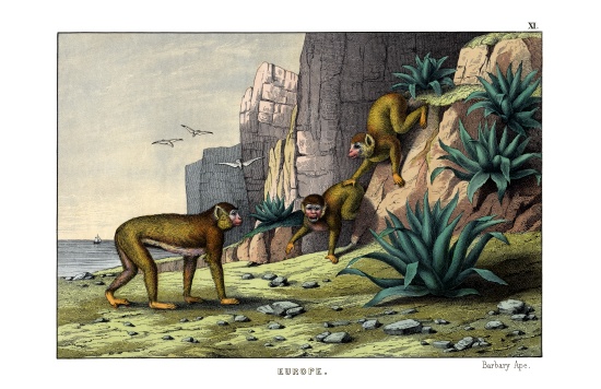 Barbary Ape von English School, (19th century)