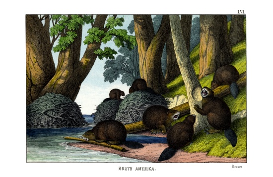 Beaver von English School, (19th century)