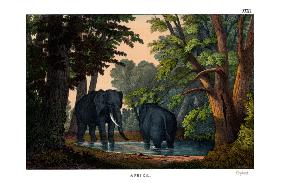 Elephant 1860