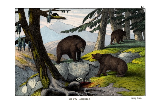 Grizzly bear von English School, (19th century)