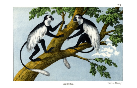 Guereza Monkey von English School, (19th century)