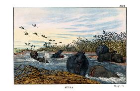 Hippopotamus 1860