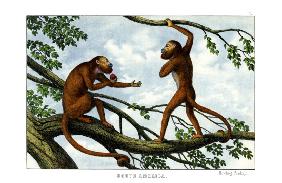 Howling Monkey 1860