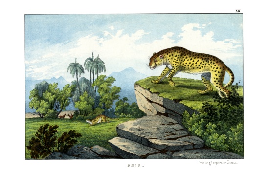 Hunting Leopard von English School, (19th century)