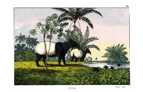 Malayan Tapir 1860