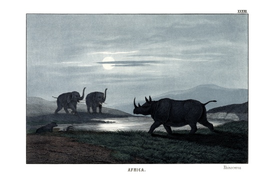 Rhinoceros von English School, (19th century)