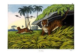 Tiger 1860
