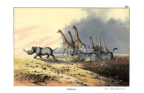 Zebra von English School, (19th century)