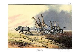 Zebra 1860