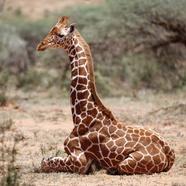 Baby giraffe, Loisaba von Eric Meyer