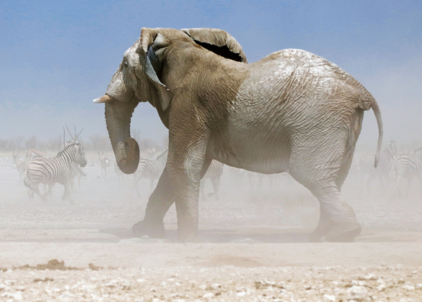 Bull Elephant, Etosha von Eric Meyer