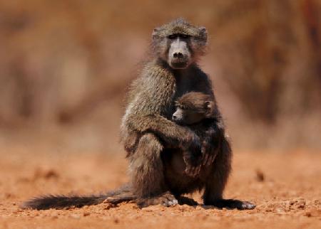 Mother and child (baboon) 2019