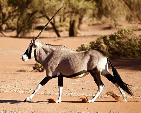 Oryx, Namib Desert 2017