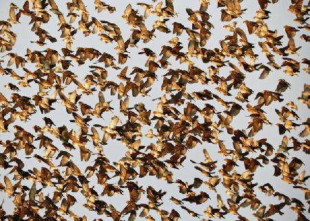Safety in Numbers 2, (red-billed quelea), Namibia 2018