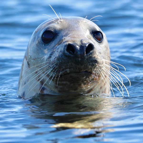 Young Grey Seal, Westcove von Eric Meyer
