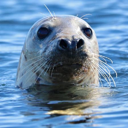 Young Grey Seal, Westcove 2019
