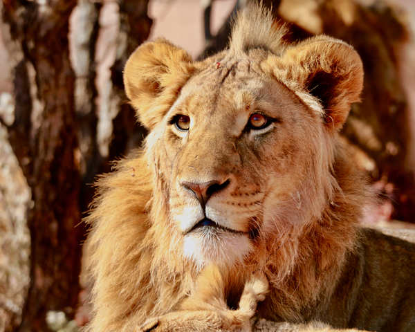 Young Lion, Namibia von Eric Meyer