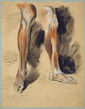 Studienblatt: Anatomie eines rechten Beines