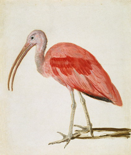 Portrait of a Scarlet Ibis Bird von European School