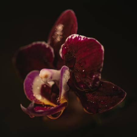 Botanische Serie – Orchidee und Tröpfchen