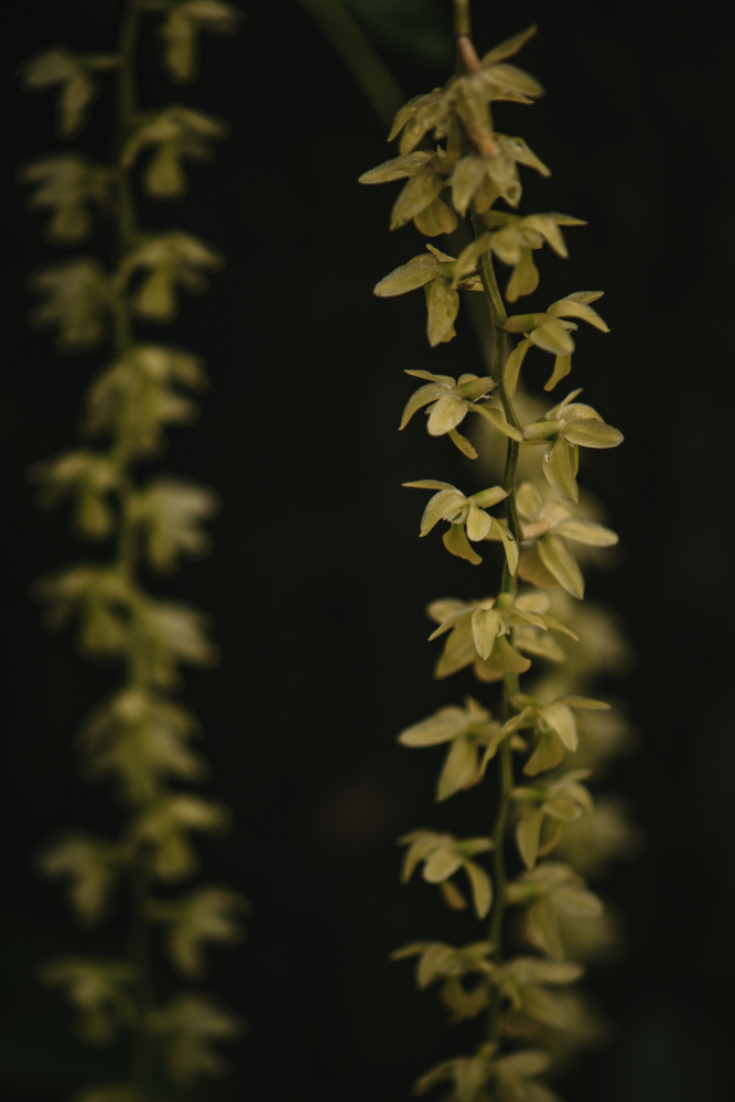 Botanische Serie - Kleine gelbe Blüten von Eva Bronzini