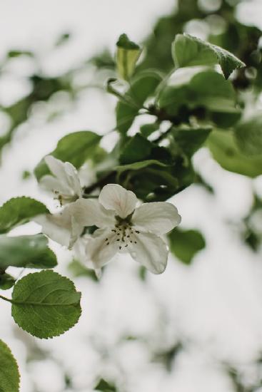 Frühlingsserie – Apfelblüten im Regen 10/12