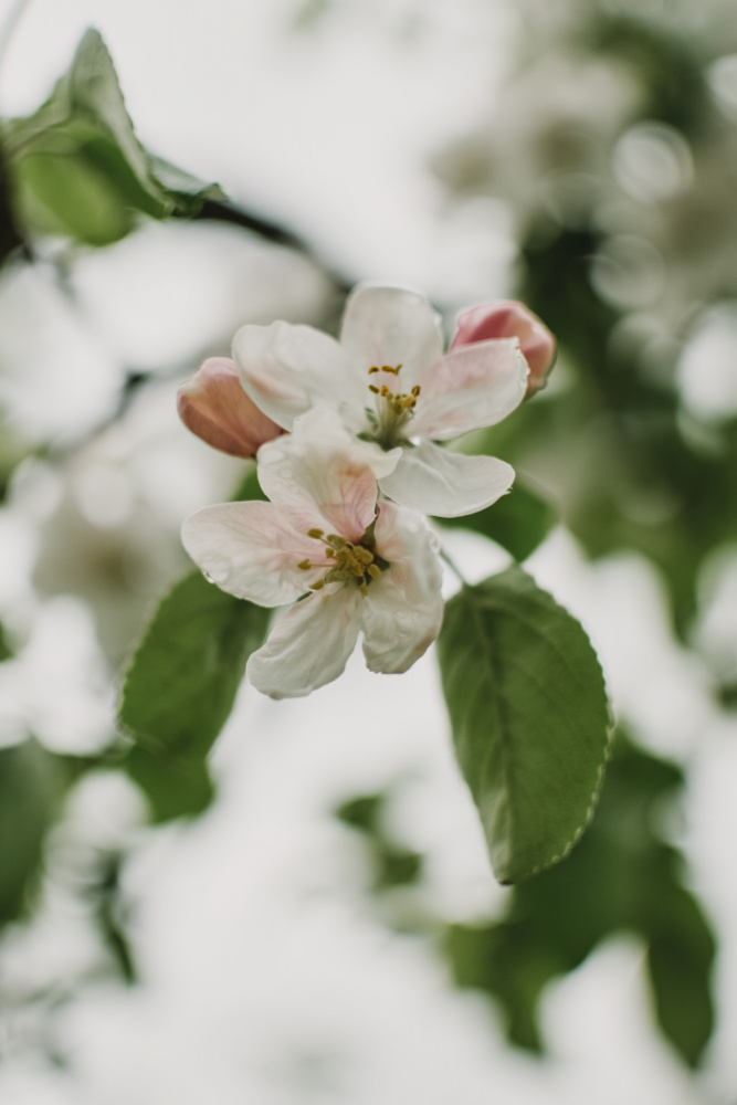 Frühlingsserie – Apfelblüten im Regen 11/12 von Eva Bronzini