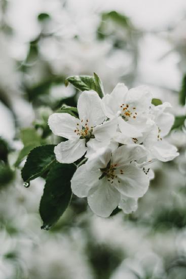 Frühlingsserie – Apfelblüten im Regen 1/12