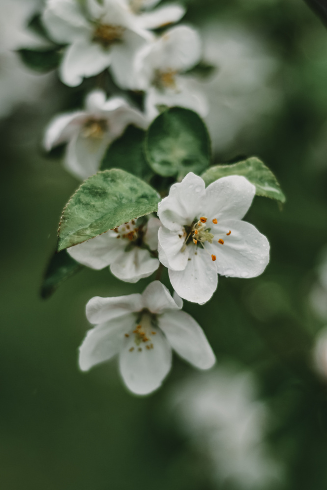 Frühlingsserie – Apfelblüten im Regen 4/12 von Eva Bronzini