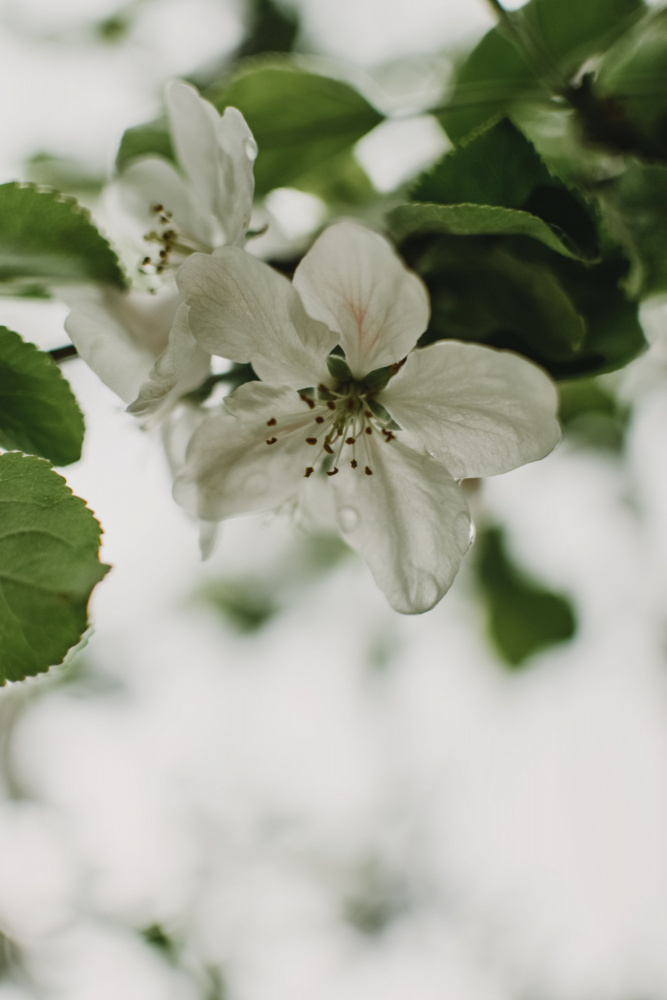 Frühlingsserie – Apfelblüten im Regen 9/12 von Eva Bronzini