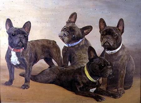 Four French Bulldogs (panel) von F. Mabel Hollams