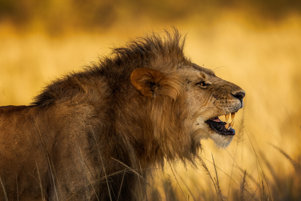 Der wütende Löwe von Faisal ALnomas