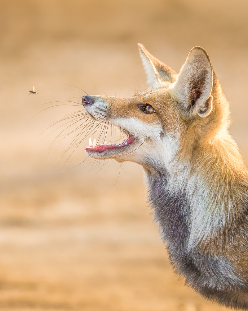 Fuchs gegen Pferdefliege von Faisal ALnomas